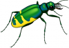 +bug+insect+pest+insect+bold+green+yellow+ clipart
