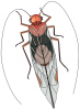 +bug+insect+pest+insect+bold+wings+antenna+ clipart