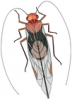 +bug+insect+pest+insect+bold+wings+antenna+ clipart