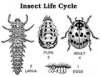 +bug+insect+pest+insect+life+cycle+egg+larva+pupa+adult+ clipart
