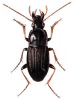 +bug+insect+pest+Calathus+ clipart