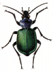 +bug+insect+pest+Calosoma+ clipart