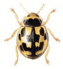 +bug+insect+pest+Calvia+ clipart