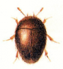 +bug+insect+pest+Calyptomerus+ clipart