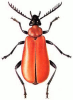+bug+insect+pest+Cardinal+Beetle+ clipart