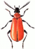 +bug+insect+pest+Cardinal+Beetle+ clipart