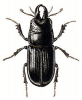 +bug+insect+pest+Ceruchus+ clipart