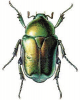 +bug+insect+pest+Cetonia+ clipart