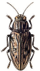 +bug+insect+pest+Chalcophora+ clipart