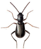 +bug+insect+pest+Charopus+ clipart