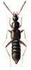 +bug+insect+pest+Chiloporata+ clipart