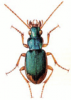 +bug+insect+pest+Chlaenius+ clipart