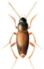 +bug+insect+pest+Choleva+ clipart