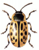 +bug+insect+pest+Chrysomela+ clipart