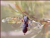 +bug+insect+pest+Cicada+with+wings+spread+ clipart