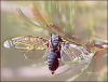 +bug+insect+pest+Cicada+with+wings+spread+ clipart
