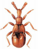 +bug+insect+pest+Claviger+ clipart