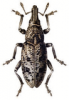 +bug+insect+pest+Cleonus+ clipart