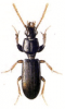 +bug+insect+pest+Clivina+ clipart