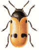 +bug+insect+pest+Clytra+ clipart