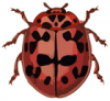 +bug+insect+pest+Coccinella+conglobata+ clipart