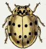 +bug+insect+pest+Coccinella+sedicimpunctata+ clipart
