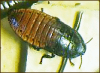 +bug+insect+pest+Cockroach+(Madagascar+Hissing)+ clipart