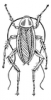 +bug+insect+pest+Cockroach+BW+ clipart