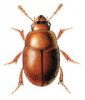 +bug+insect+pest+Colenis+ clipart