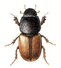 +bug+insect+pest+Colobopterus+ clipart