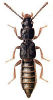 +bug+insect+pest+Coprophilus+ clipart