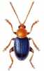 +bug+insect+pest+Crepidodera+ clipart