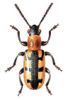 +bug+insect+pest+Crioceris+ clipart