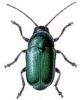 +bug+insect+pest+Cryptocephalus+ clipart