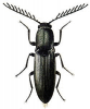 +bug+insect+pest+Ctenicera+ clipart