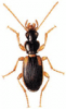 +bug+insect+pest+Cymindis+ clipart