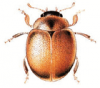 +bug+insect+pest+Cynegetis+ clipart