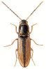 +bug+insect+pest+Dalopius+ clipart