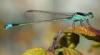 +bug+insect+pest+Damselfly+Ischnura+senegalensis+ clipart