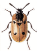 +bug+insect+pest+Dendroxena+ clipart