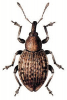 +bug+insect+pest+Donus+ clipart