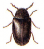 +bug+insect+pest+Dorcatoma+ clipart