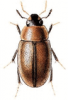+bug+insect+pest+Enochrus+ clipart