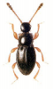 +bug+insect+pest+Euconnus+ clipart
