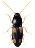 +bug+insect+pest+Fleutiauxellus+ clipart