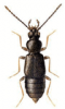 +bug+insect+pest+Geodromicus+ clipart