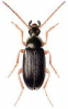 +bug+insect+pest+Gonodera+ clipart