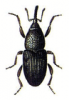 +bug+insect+pest+Granary+Weevil+ clipart