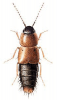 +bug+insect+pest+Habrocerus+ clipart