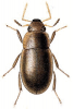 +bug+insect+pest+Helochares+ clipart